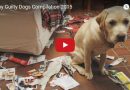 Funny Guilty Dogs