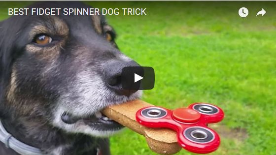 Dog Spinner Trick